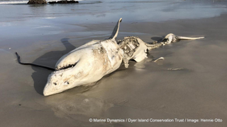 This Story About Killer Whales Eating Great White Sharks Is Basically a Horror Movie Now<em></em>